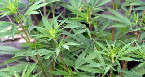 Dope grower arrested after calling cops out to his flat