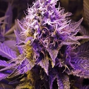 Purple Haze Seeds