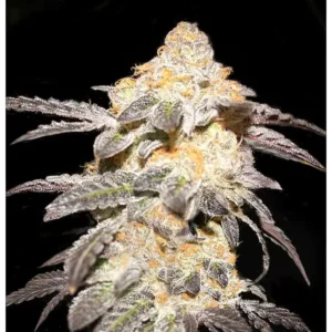 French Cookies Seeds