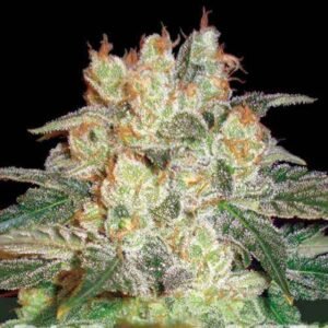 Afghan Kush seeds