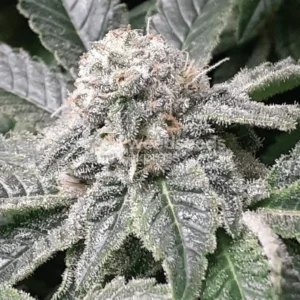 Master Kush Seeds