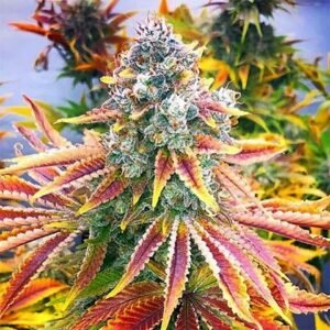 Rainbow Kush Seeds