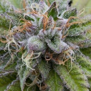 Platinum Bubba Kush Seeds