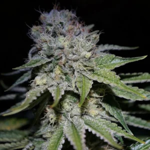 Great White Shark Seeds