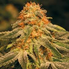 Outer Space strain Seeds