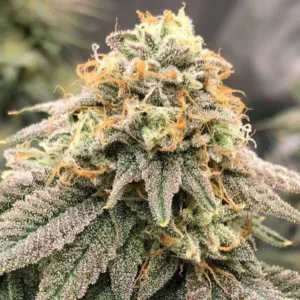 green goblin strain Seeds